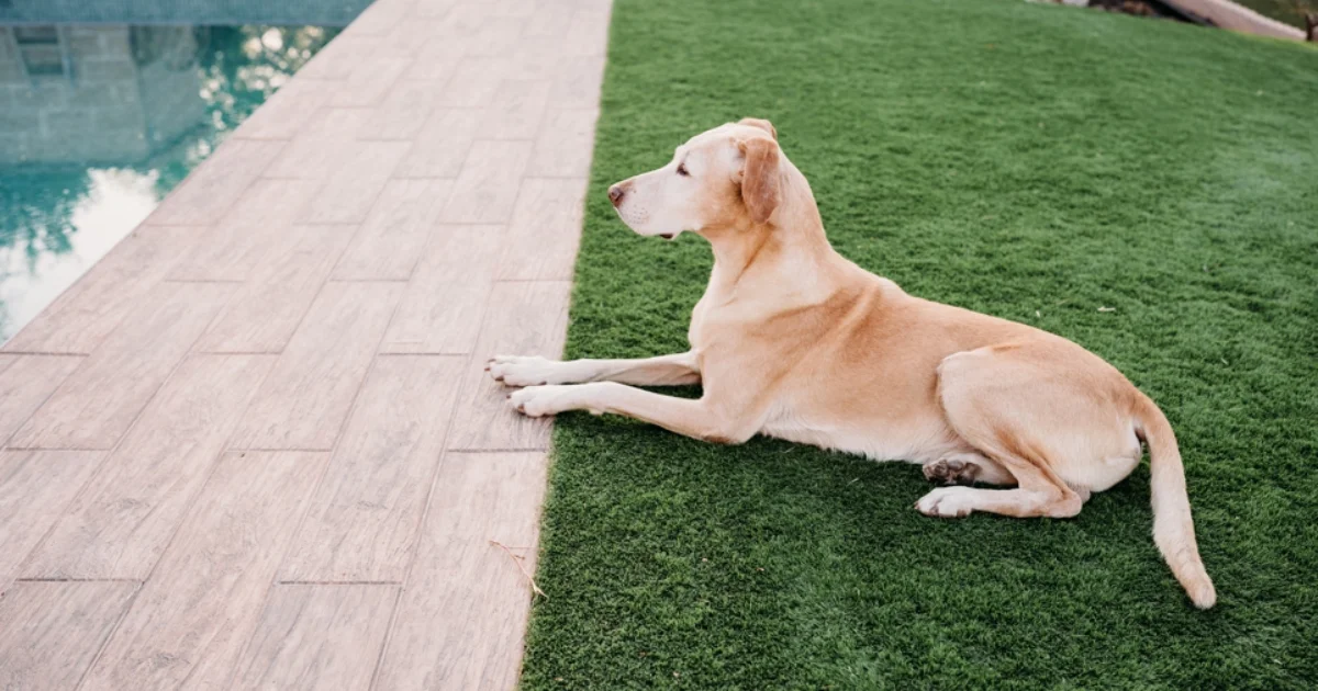Yellow labrador laying calmly on artificial grass beside a wooden pool deck.